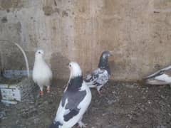 pigeons for sale (read description) please