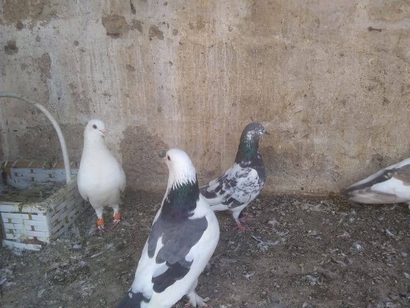 pigeons for sale (read description) please 0