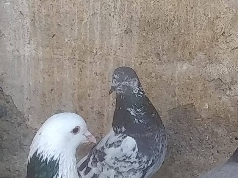 pigeons for sale (read description) please 1