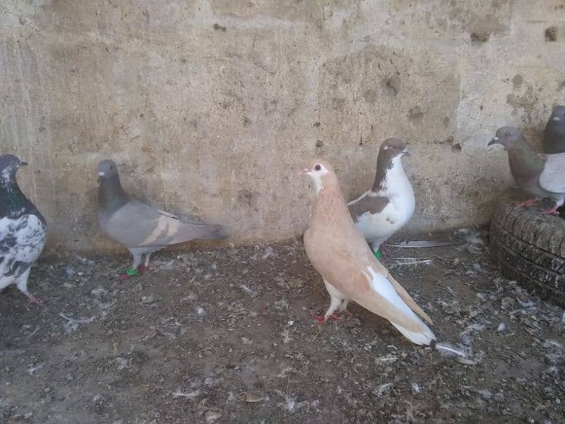 pigeons for sale (read description) please 3