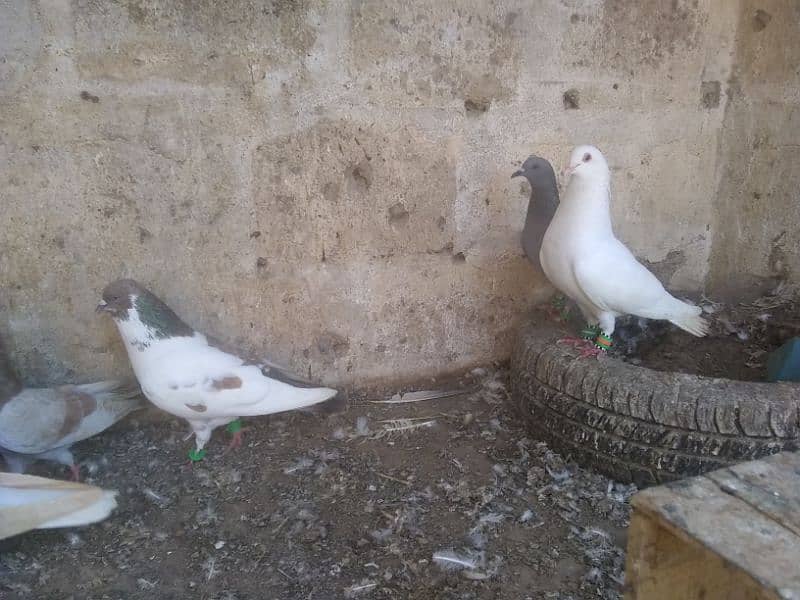 pigeons for sale (read description) please 4