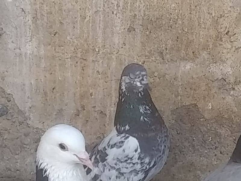 pigeons for sale (read description) please 5