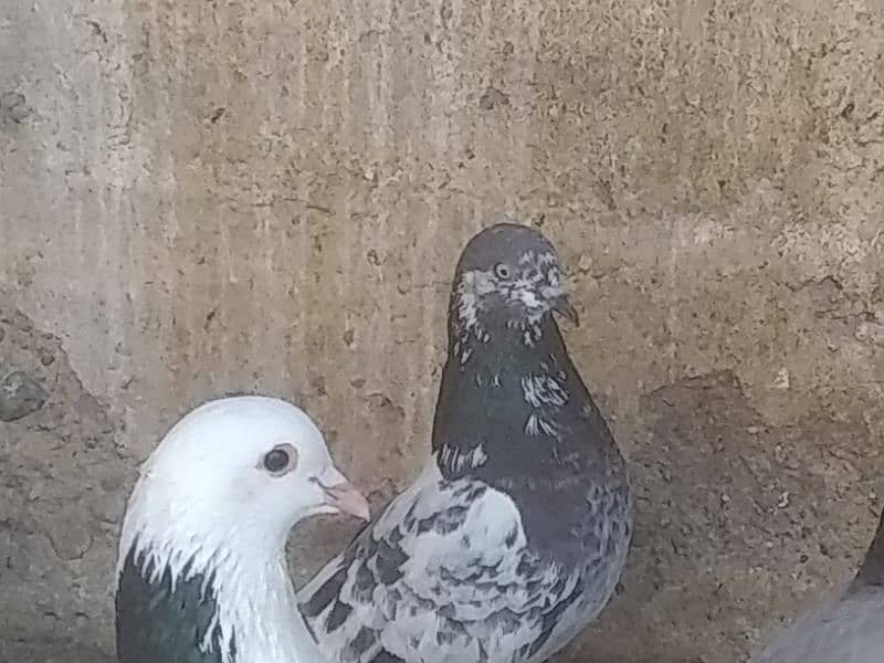 pigeons for sale (read description) please 6