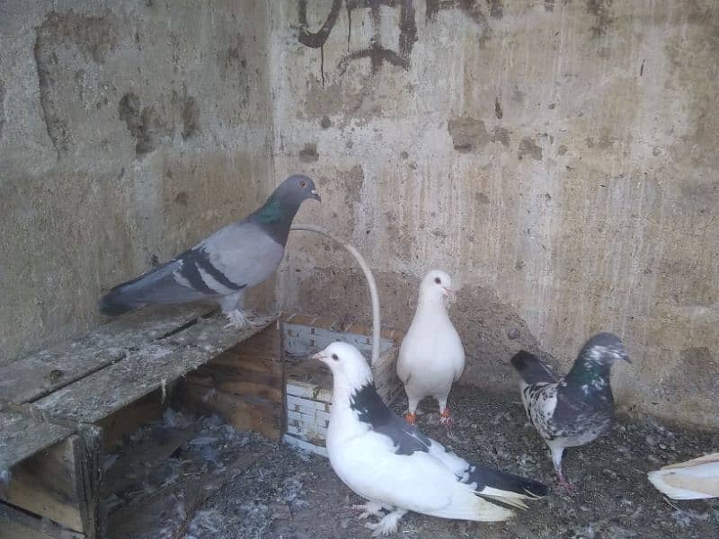 pigeons for sale (read description) please 7