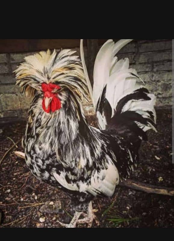 Buff Polish and bharama chick's available 0