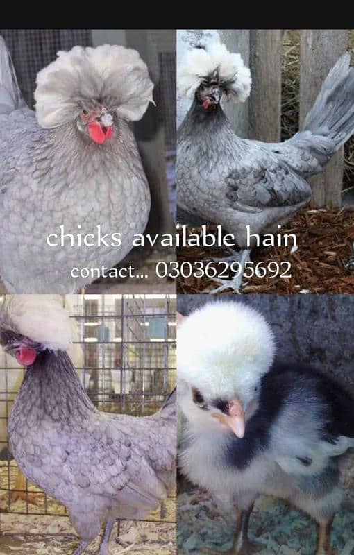 Buff Polish and bharama chick's available 2