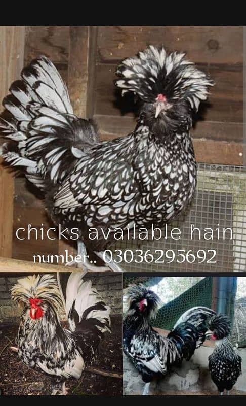 Buff Polish and bharama chick's available 3