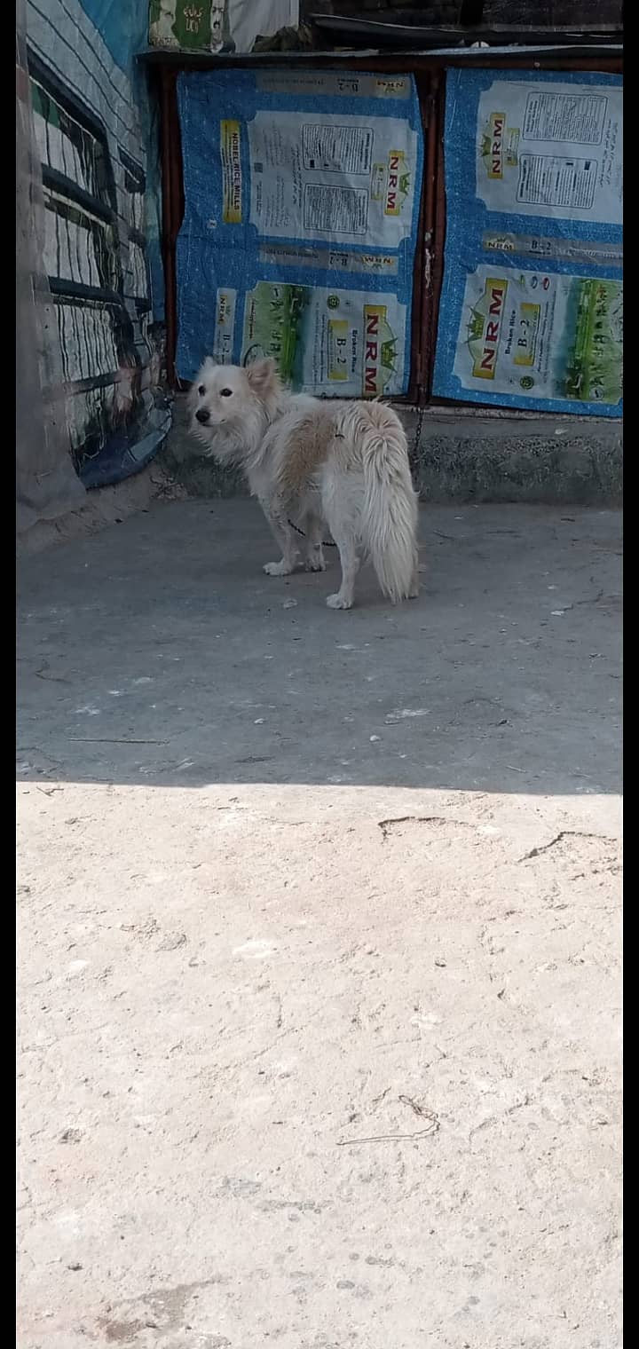 Poodle female Russian male for Paired 0