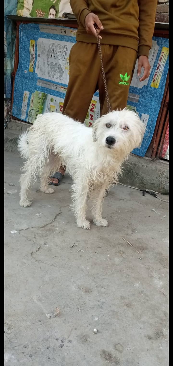 Poodle female Russian male for Paired 2