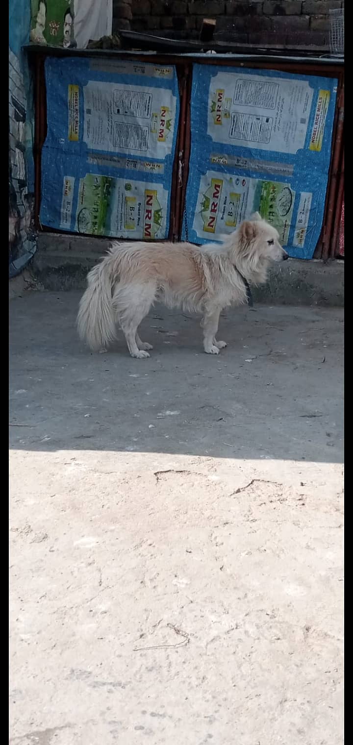 Poodle female Russian male for Paired 3