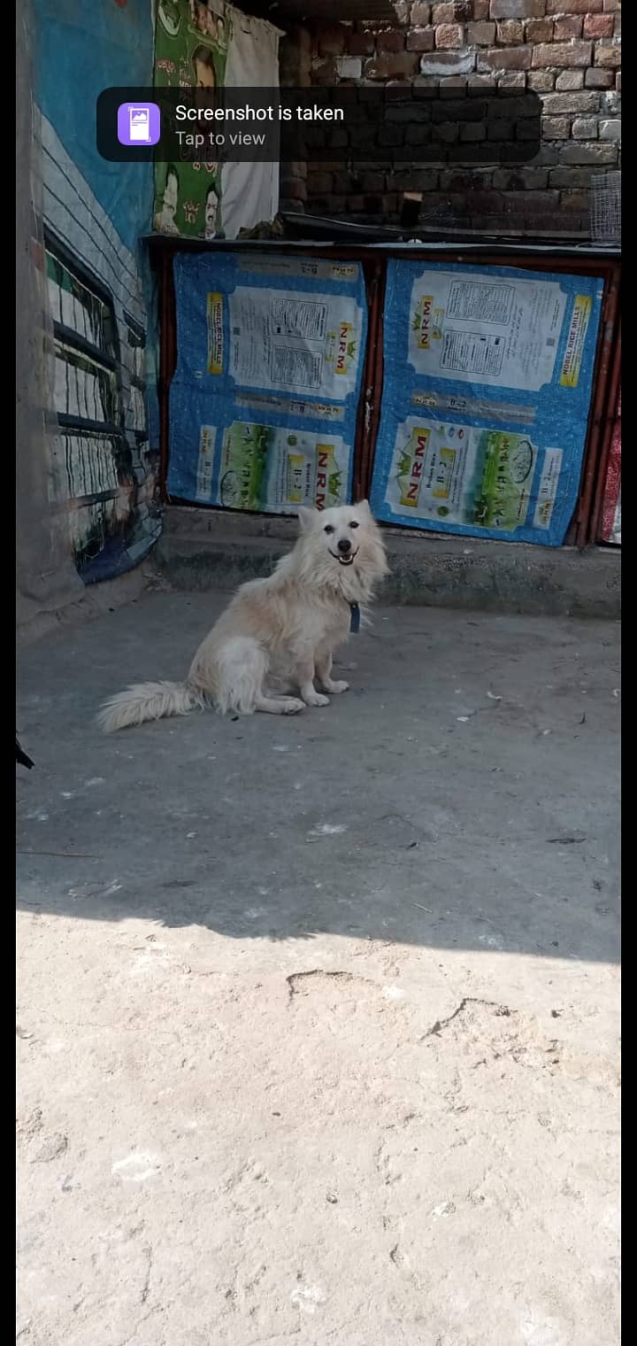 Poodle female Russian male for Paired 6