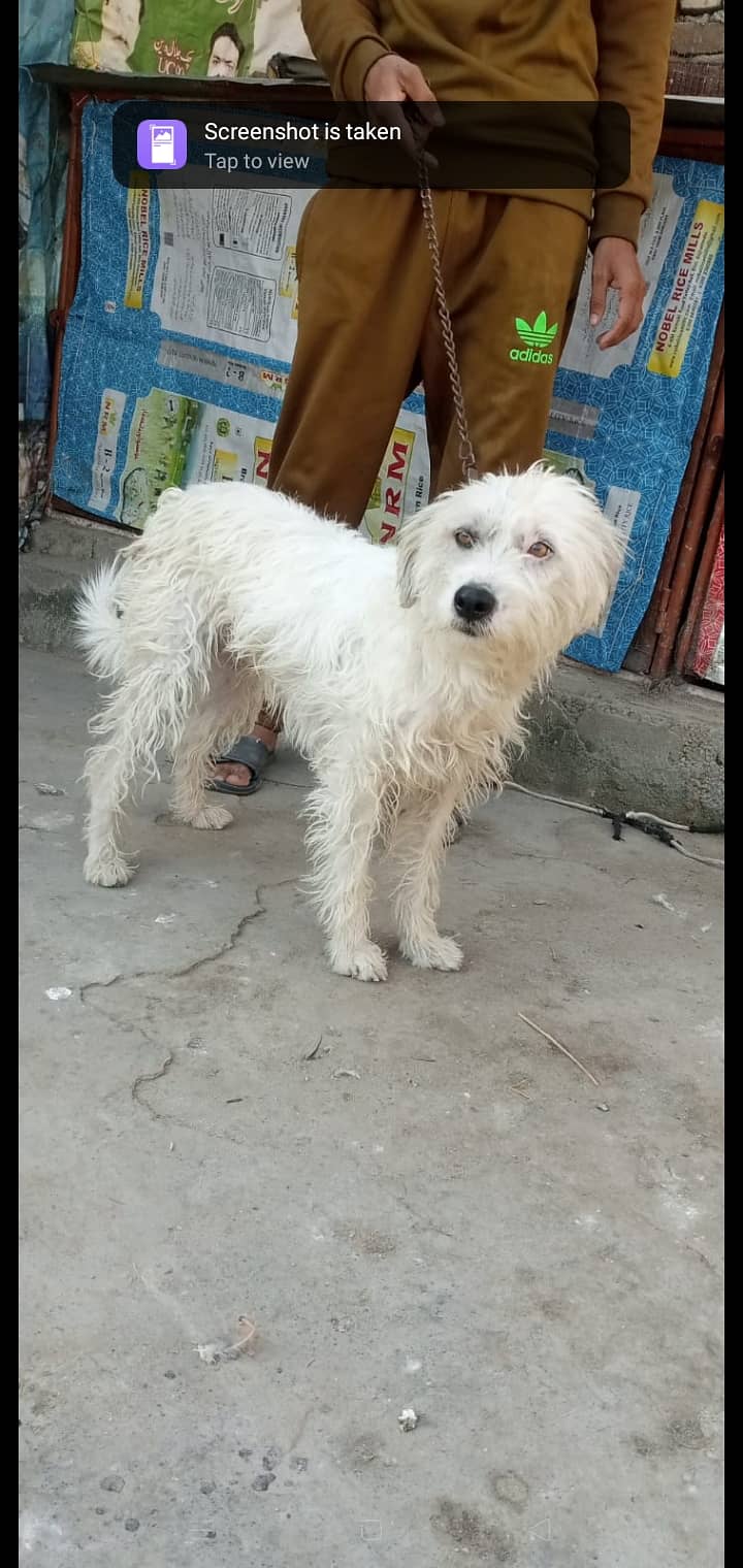 Poodle female Russian male for Paired 10