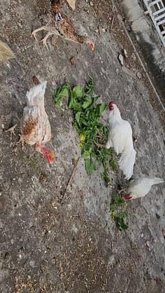 aseel and desi hen urgent sale