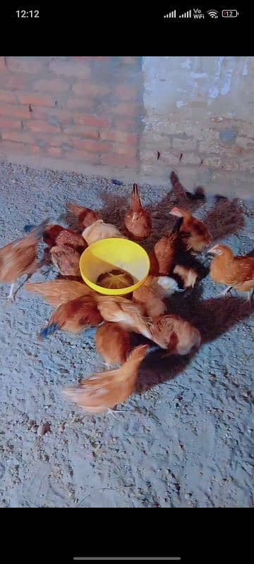 lohman brown rir 3 months old hen for sale 1