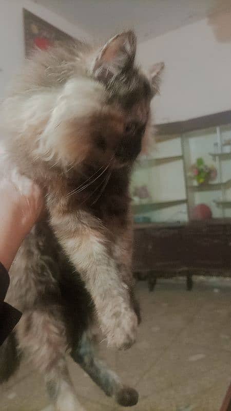 triple code Persian cat jis bhai ko chahie vahi Rapta Karen 5