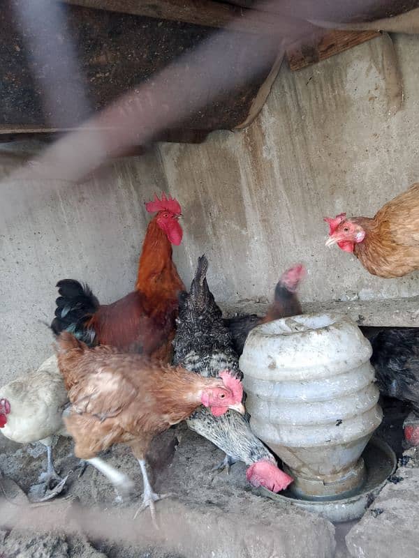 Hens for sale 0