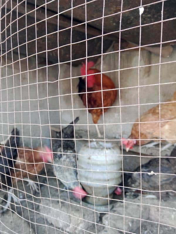 Hens for sale 2