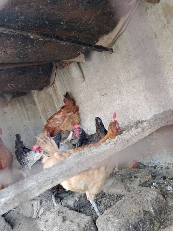 Hens for sale 3