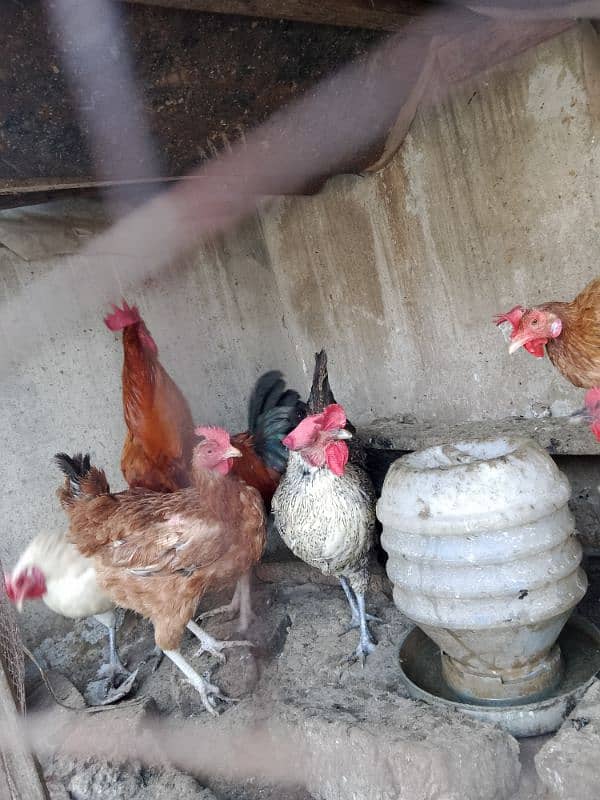 Hens for sale 4