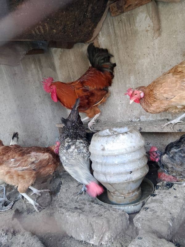 Hens for sale 5