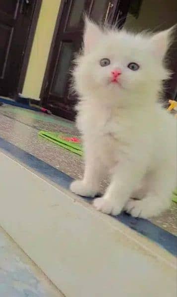 persian little cat 1