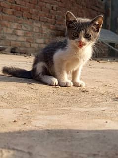 Gray and white kittens and Gray kitten