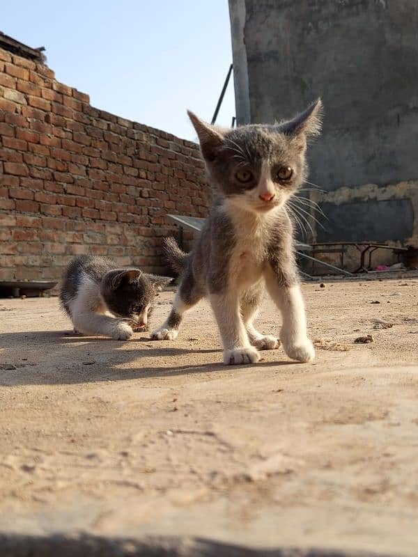 Gray and white kittens and Gray kitten 2