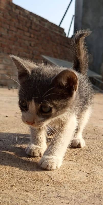 Gray and white kittens and Gray kitten 3