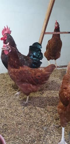 RIR chiks for sale