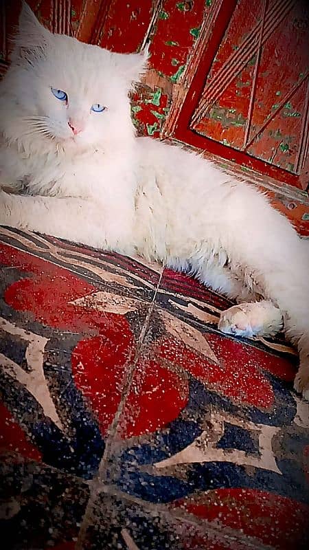 persian cat 2