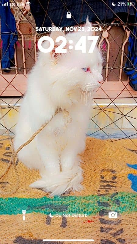 persian cat 3