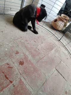 Pure Breed Black Labrador puppy for Sale