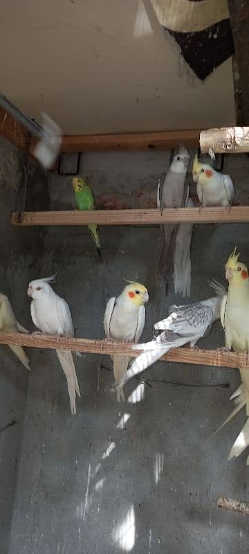 cockatilel ful barder payr 4