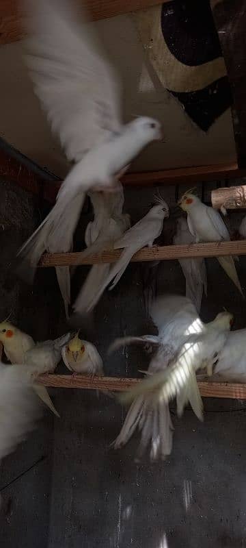 cockatilel ful barder payr 5