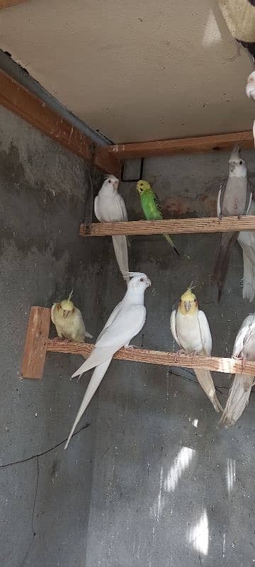 cockatilel ful barder payr 6