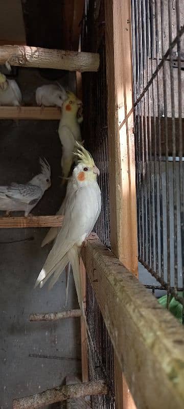 cockatilel ful barder payr 7