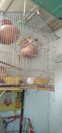 birds cage