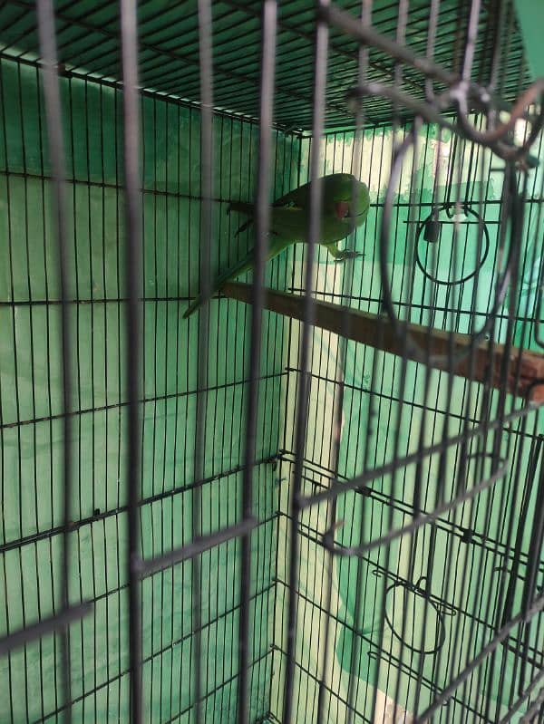 green parrot 1