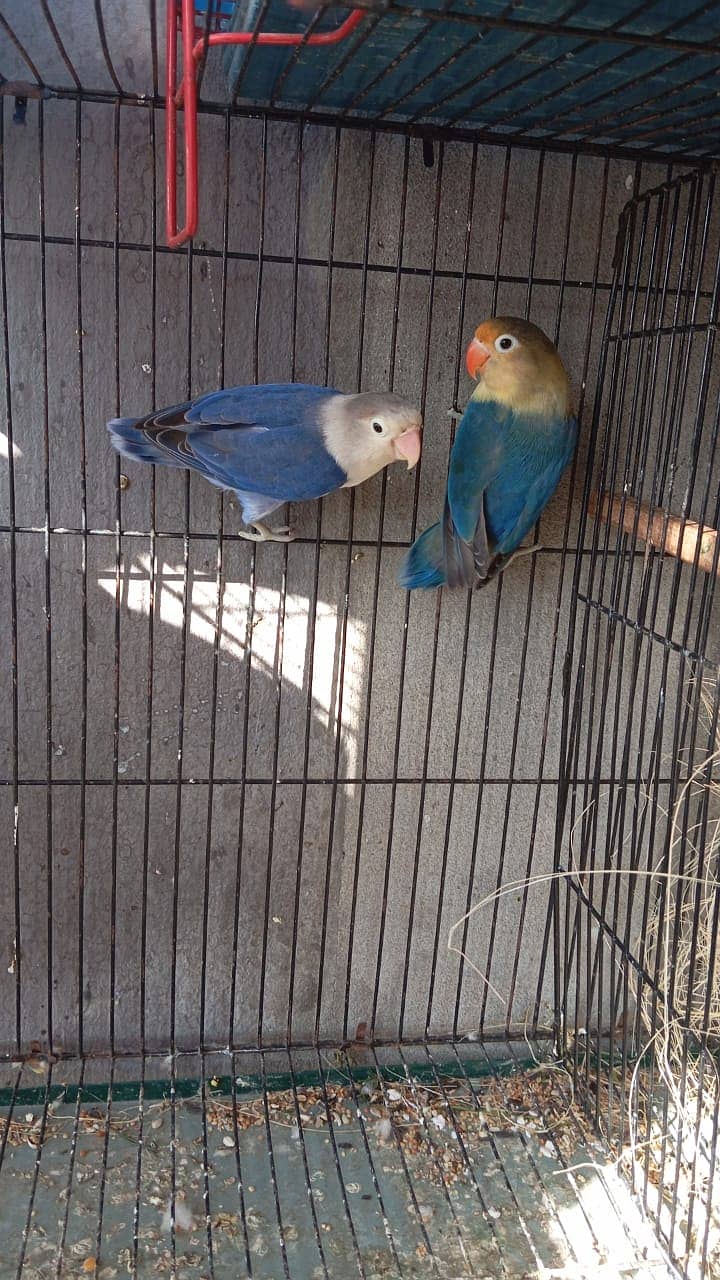 Albion red eye male | Black eye female ||  Opline Pair | Love birds 1