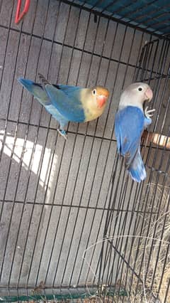 Albion red eye male | Black eye female ||  Opline Pair | Love birds