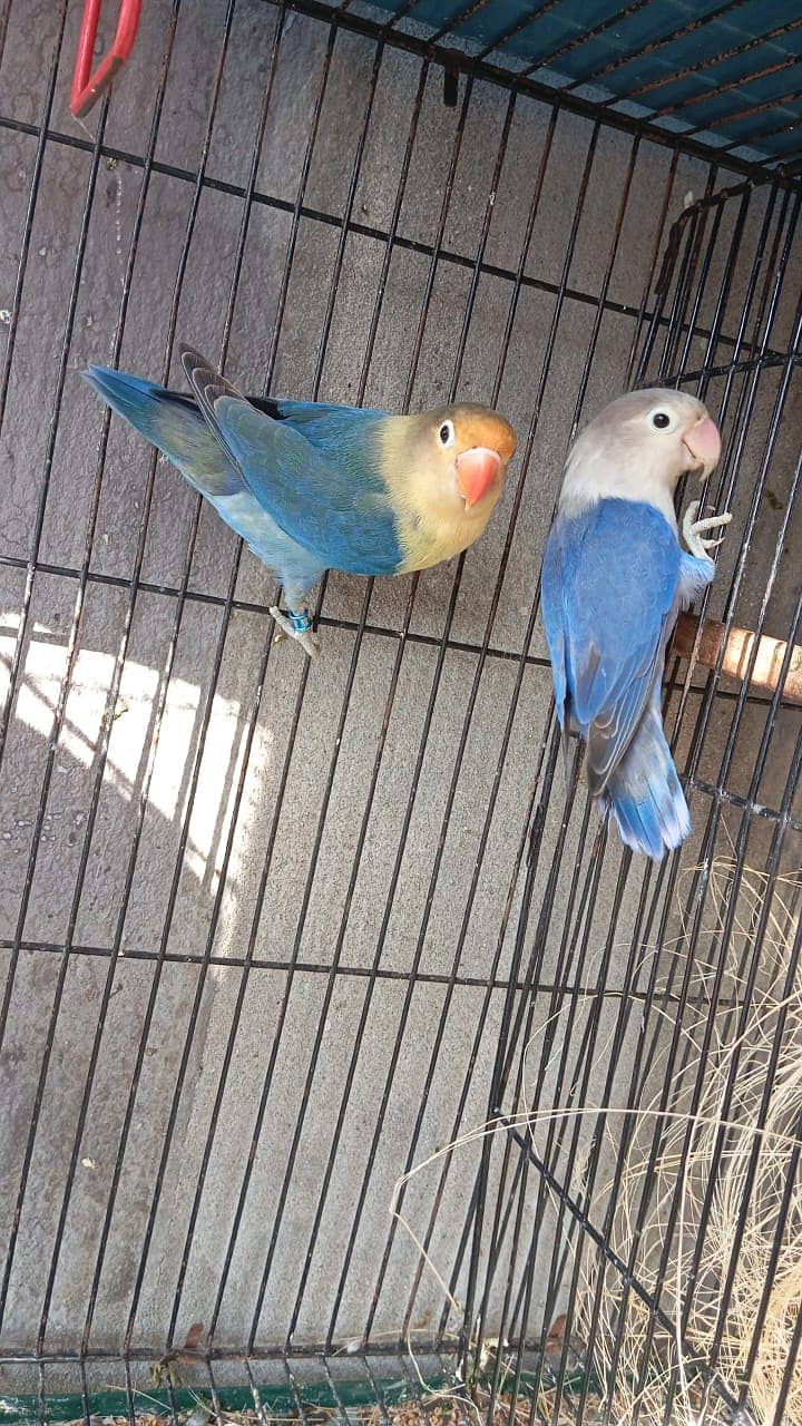 Albion red eye male | Black eye female ||  Opline Pair | Love birds 0