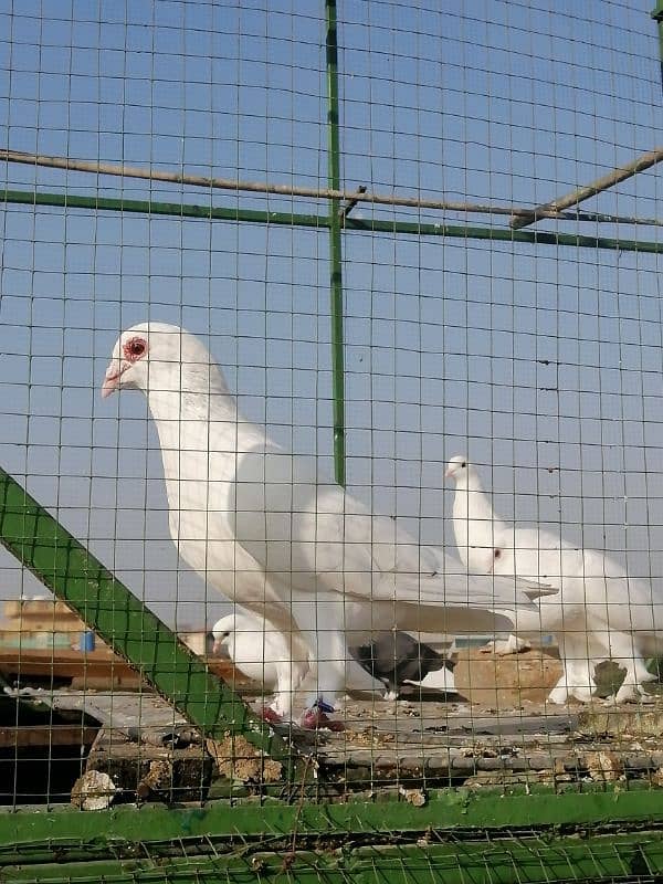 beauty full fancy Pigeon fs 15