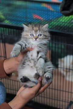 Persian | FS Cattery | Rauf Kittens | Tripple Coat | Fluffy | Beautifu