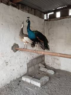 Peacock For Sale | Black shoulder | Breeder pair | مور | Mor For Sale