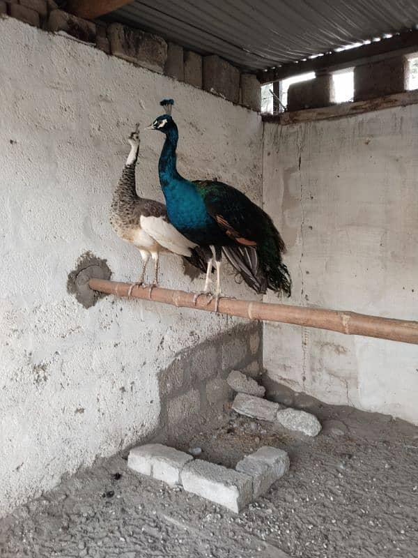 Peacock For Sale | Black shoulder | Breeder pair | مور | Mor For Sale 0