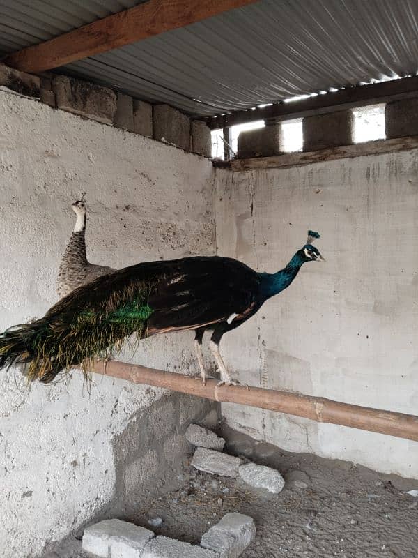 Peacock For Sale | Black shoulder | Breeder pair | مور | Mor For Sale 1