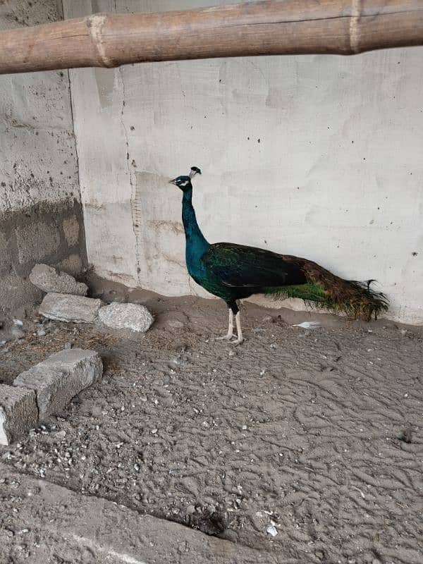 Peacock For Sale | Black shoulder | Breeder pair | مور | Mor For Sale 3