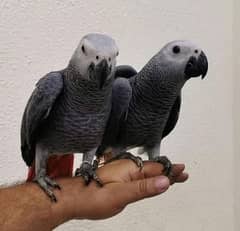 African grey parrots pair 03262134833