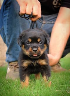 Pedigree Rottweiler Puppies