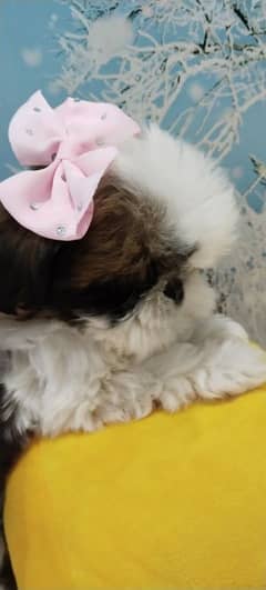 Shihtzu